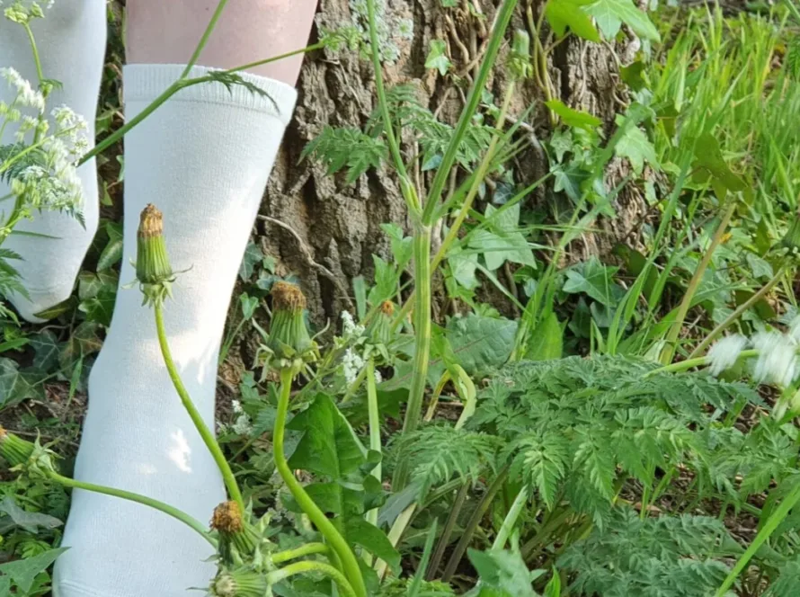 Socklab